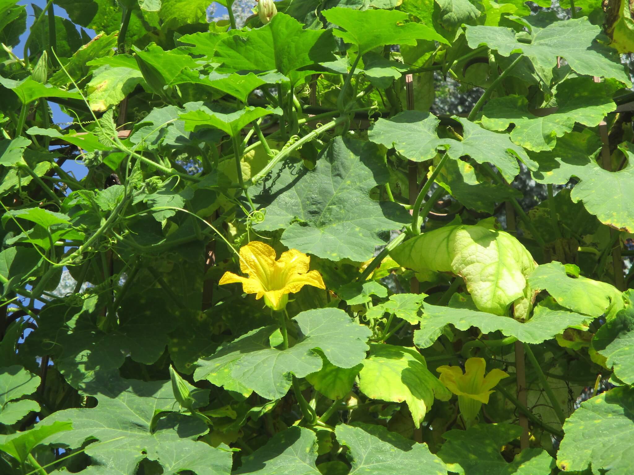 Cucurbita ficifolia